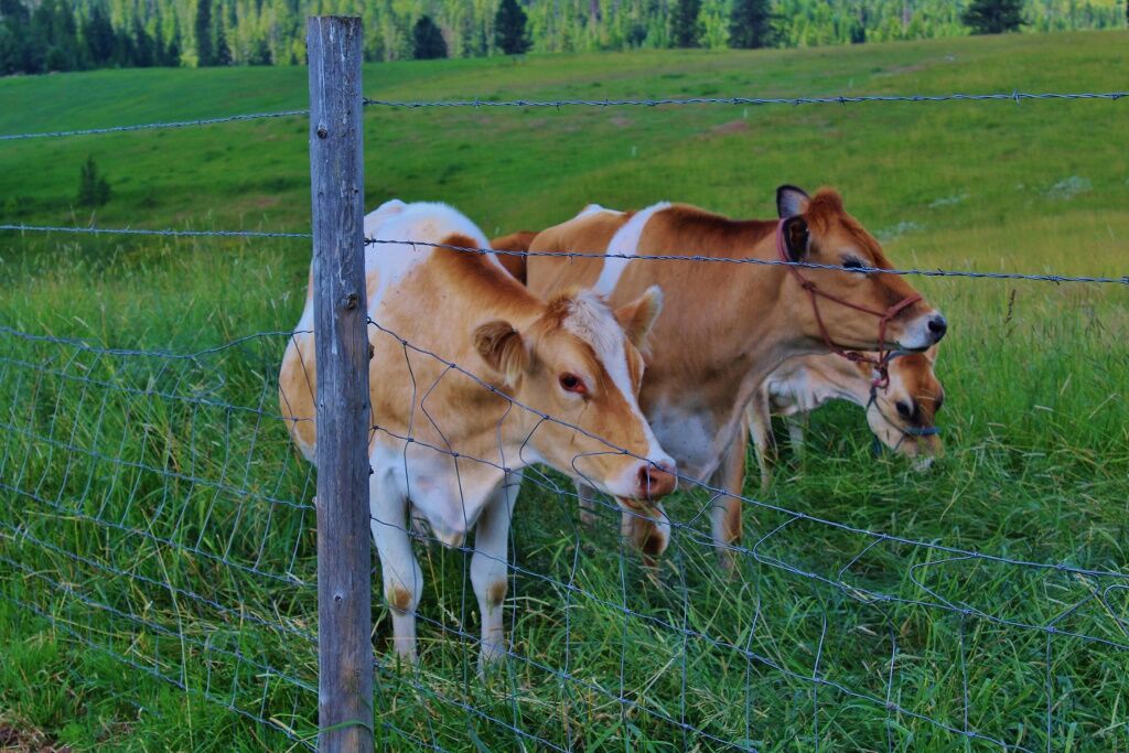 Law Family Farm photo 4